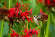 20th Jul 2020 - The Sport of Hummingbird Photography