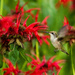 The Sport of Hummingbird Photography by tdaug80