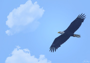 21st Jul 2020 - Eagle Flying 