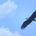 Eagle Flying  by jgpittenger