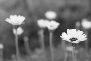 9th Jul 2020 - b&w flower