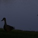 Duck, Sillouette by granagringa