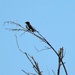 Barn Swallow [Hirundo rustica] by sunnygreenwood