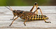 20th Jul 2020 - Eastern Lubber Grasshopper!