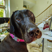 17th Jul 2020 - Sadie - Portrait of a Great Dane puppy