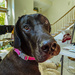 Sadie - Portrait of a Great Dane puppy by jeffjones