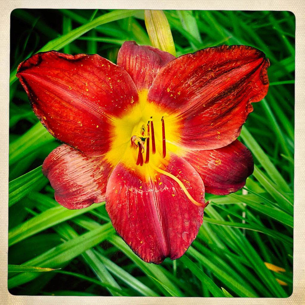 Flower - red by jeffjones