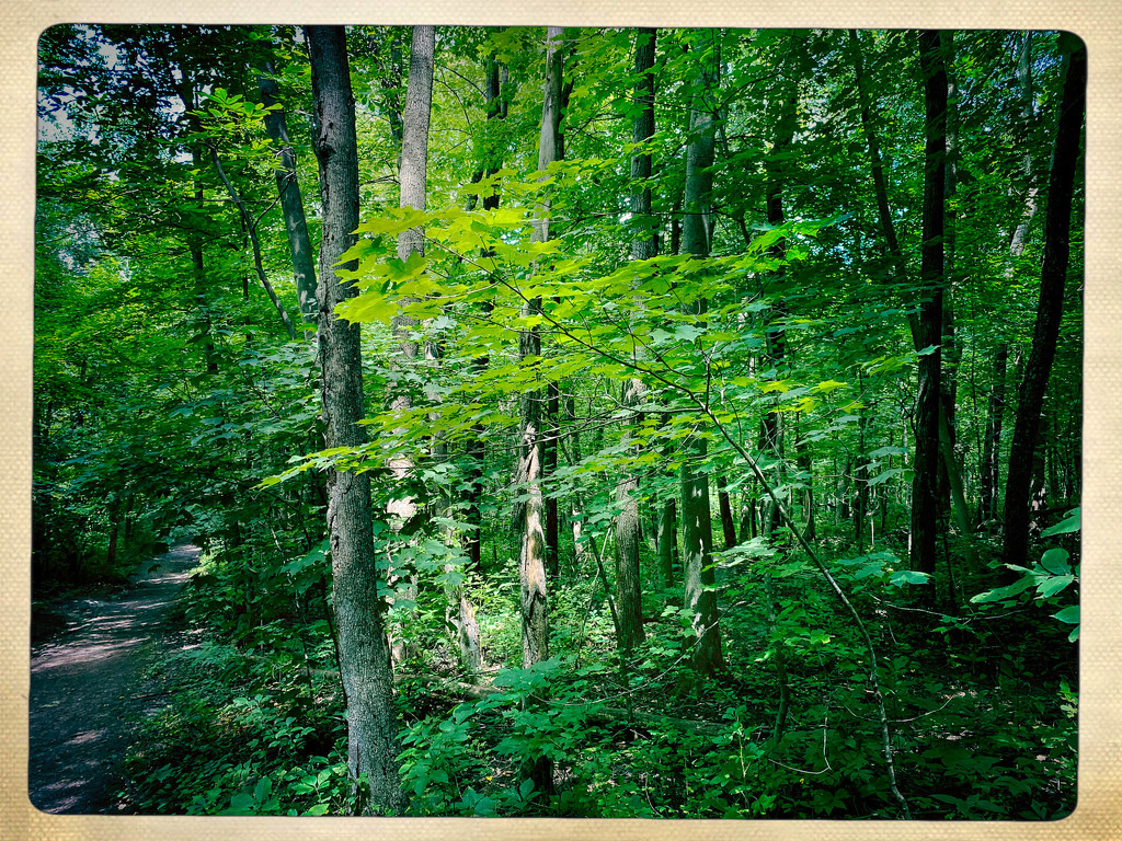 Minnesota woods trail hike by jeffjones