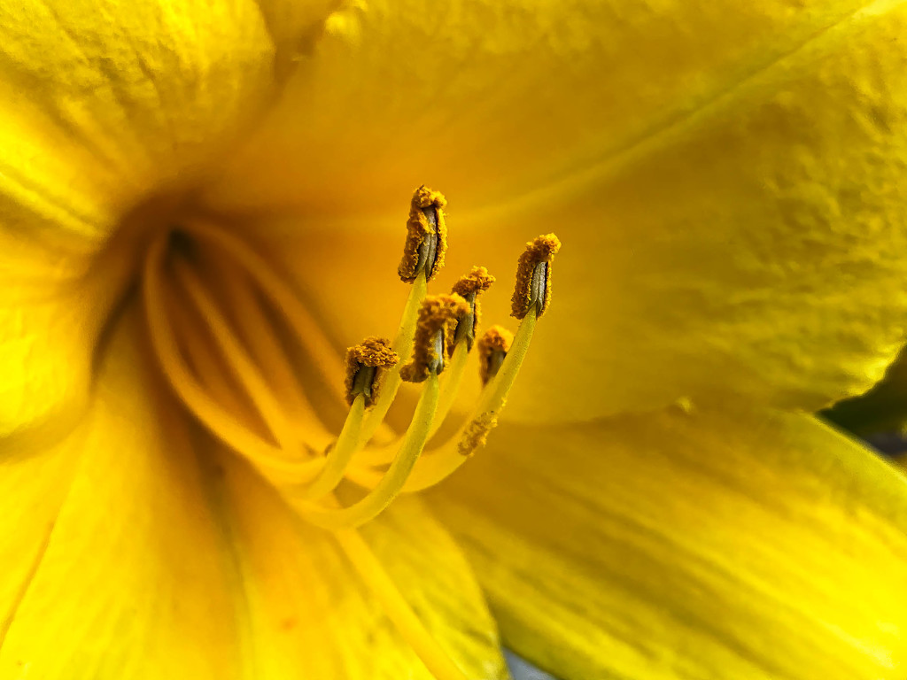 Macro Flower by jeffjones