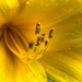 Macro Flower by jeffjones