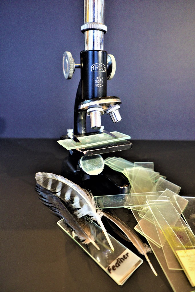 Microscope by sandradavies