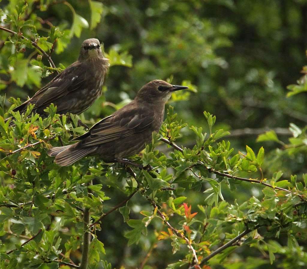 Starlings by bybri
