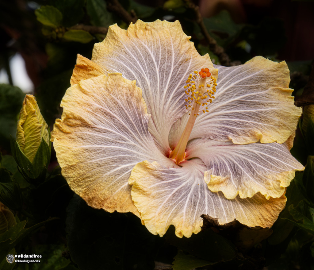 Dinner plate sized hibiscus by koalagardens