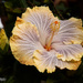 Dinner plate sized hibiscus by koalagardens
