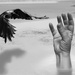 Crow and hand...  by ingrid01