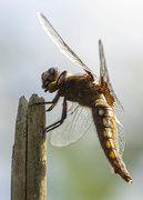 21st Jul 2020 - Dragonfly