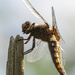 Dragonfly by shepherdmanswife
