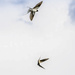 Swallows by shepherdmanswife
