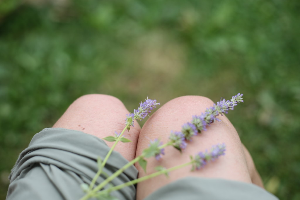 anise hyssop... by earthbeone