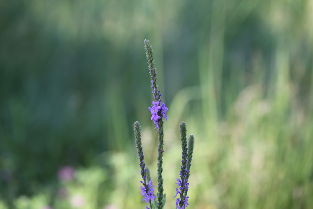 hoary vervain... by earthbeone