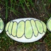 The Very Hungry Caterpillar by fishers