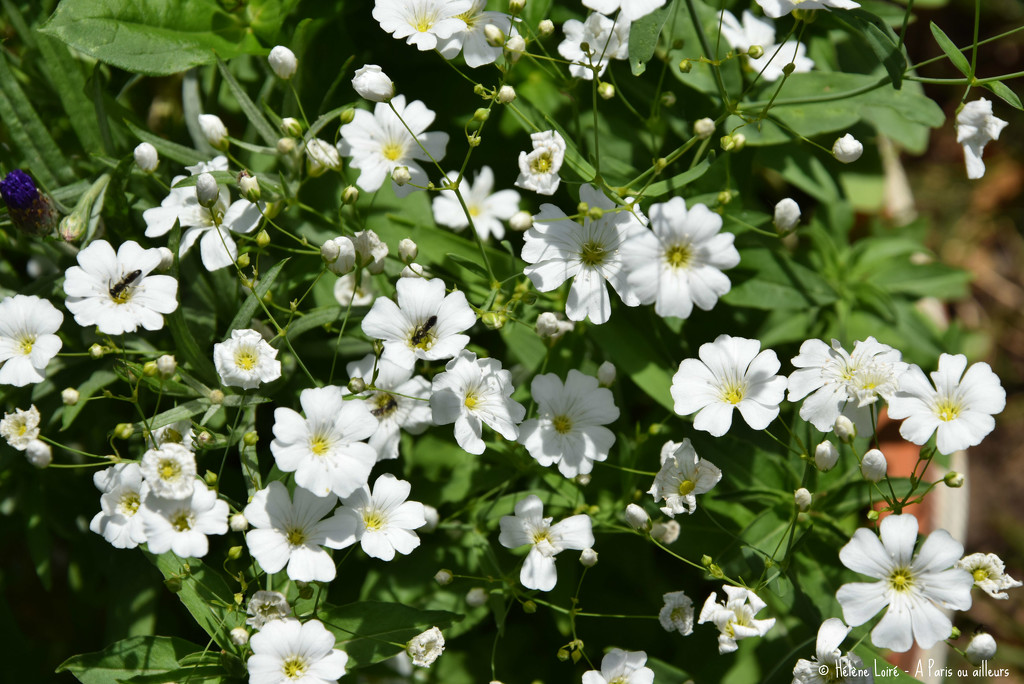 white flowers  by parisouailleurs