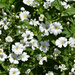 white flowers  by parisouailleurs