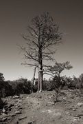 21st Jul 2020 - Lone tree
