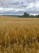 21st Jul 2020 - You’ll remember me when the west wind moves upon the fields of barley!