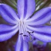 Agapanthus by flowerfairyann