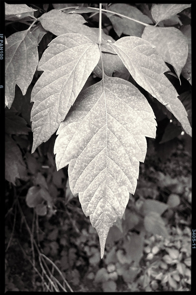 B&W leaf (FIMO app) by jeffjones