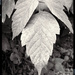 B&W leaf (FIMO app) by jeffjones