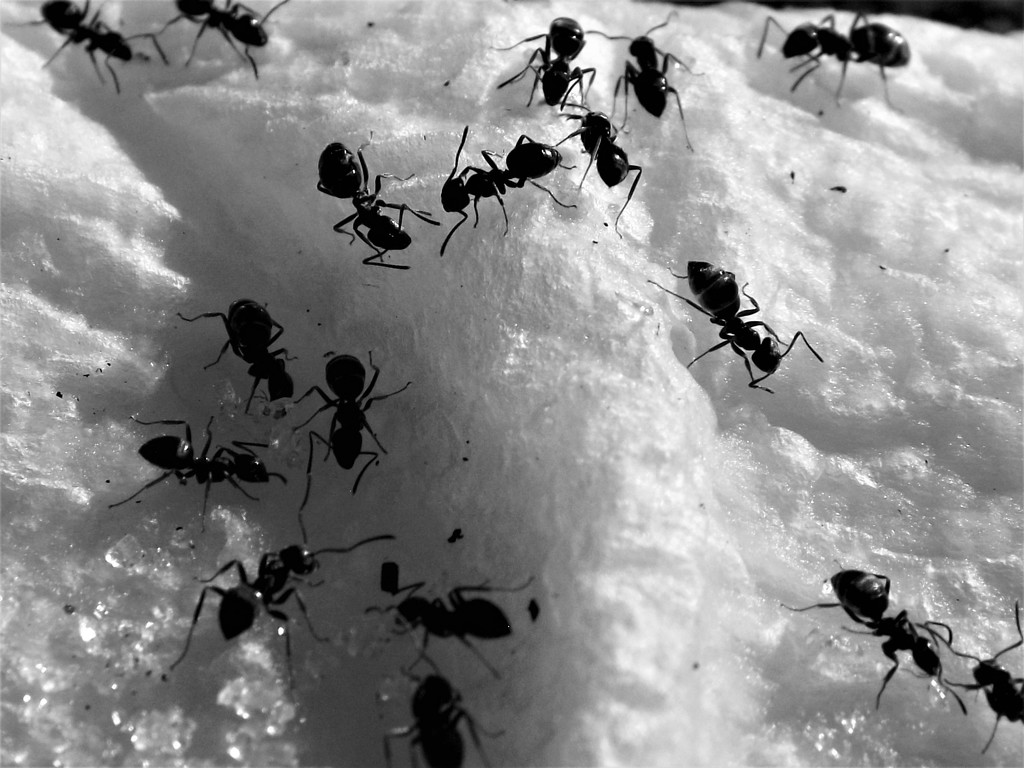 Ant-ics by ajisaac