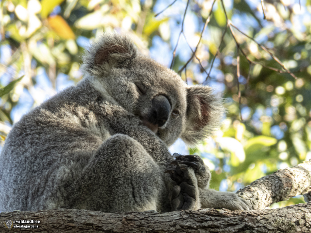 Matilda sooc by koalagardens