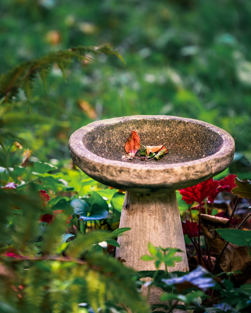 bird bath by jernst1779