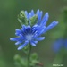 Chickory by selkie