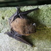 Tiny Bat by selkie