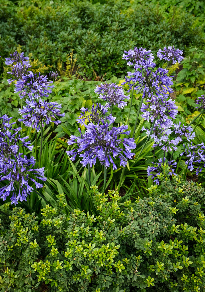 Agapanthus - perhaps by 365nick