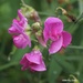 Pink Wildflowers by selkie