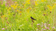 21st Jul 2020 - cliff swallow and wildflowers