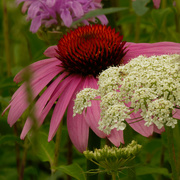 21st Jul 2020 - pale purple coneflower and Queen Anne's Lace
