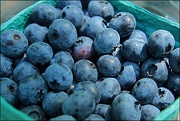 21st Jul 2020 - Blueberries
