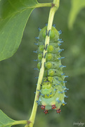 21st Jul 2020 - Where the cool caterpillars hang out!