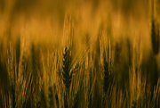 2nd Jun 2020 - Green Wheat at Golden Hour