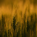 Green Wheat at Golden Hour by kareenking