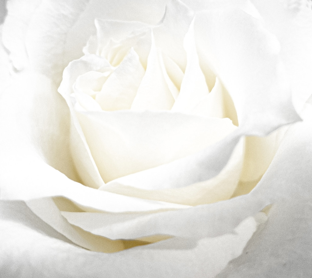 Bright White Rose by timerskine