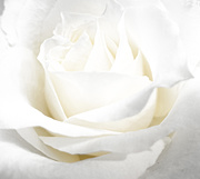 21st Jul 2020 - Bright White Rose