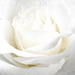 Bright White Rose by timerskine