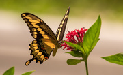 21st Jul 2020 - Eastern Tiger Swallowtail Butterfly!