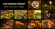 22nd Jul 2020 - The Hidden Forest